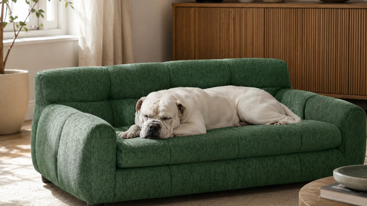 Modern dog sofa with backrest and armrests in forest green