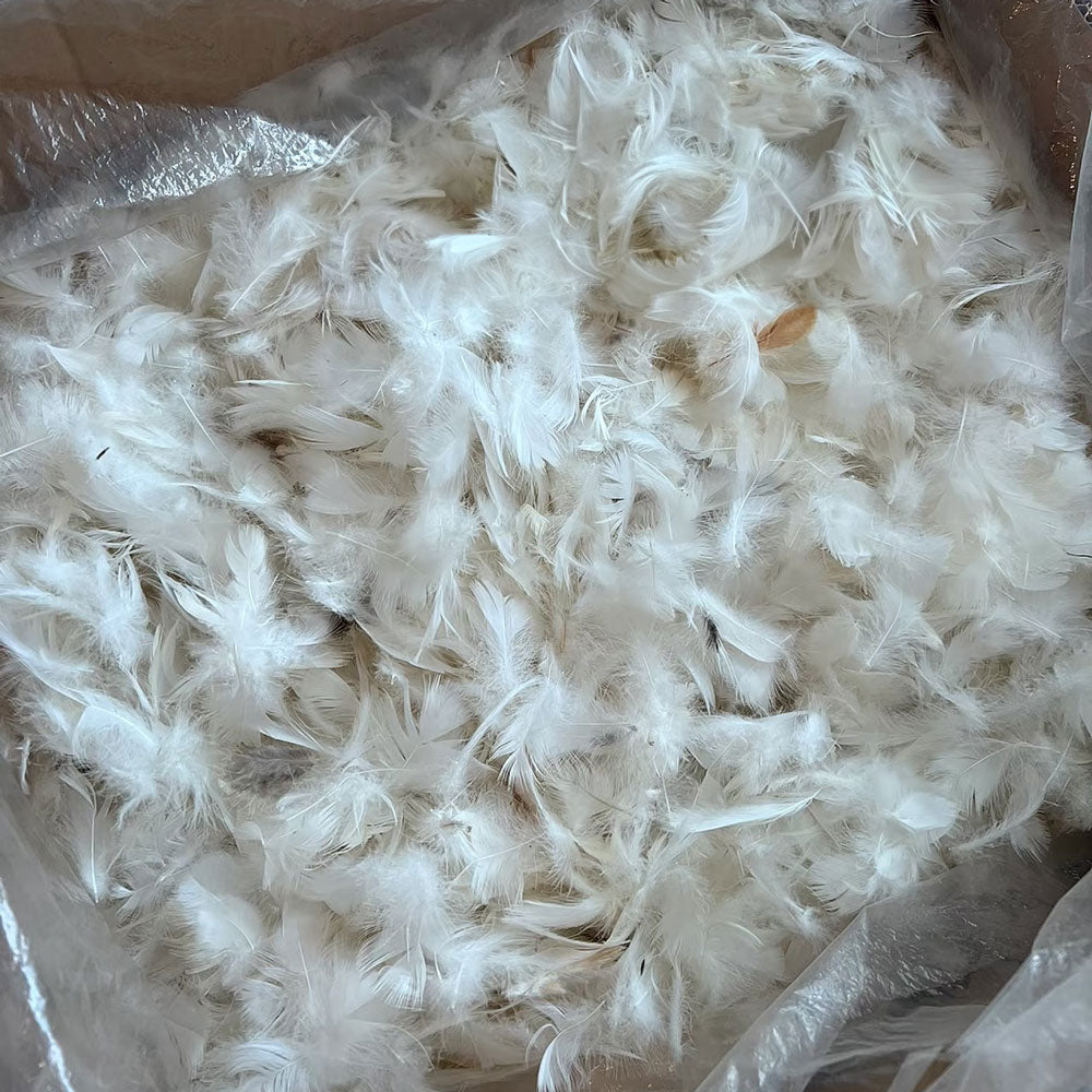 Eco-Friendly Choices for Sofas